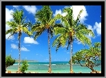 Plaża, Palmy, Drzewo