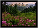 Park Narodowy Mount Rainier, Góry, Tatoosh Range, Łąka, Kwiaty, Tawuła, Drzewa, Stan Waszyngton, Stany Zjednoczone