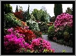 Wiosna, Park, Rododendrony