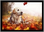 Pies, Szal, Liście, Jesień, Golden Retriever