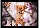 Pies, Szpic miniaturowy, Kwiaty, Magnolie
