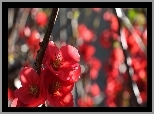 Pigwowiec japoński, Czerwone, Kwiatki, Krzew