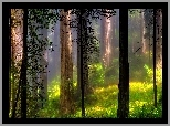 Las, Przebijające, Światło, Mgła,  Paprocie, Trawy, Wiosna