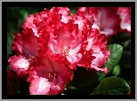 Rododendron, Czerwony, Kwiat, Zbliżenie