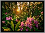 Rododendrony, Las, Zachód, Promienie Słońca