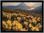 Kwiaty, Żółte, Różaneczniki, Góry Wschodnie, Stratowulkan Wiluczyński, Kamczatka, Rosja