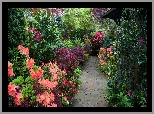 Ogród, Różaneczniki, Rododendrony