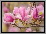 Krzew, Kwiaty, Magnolia, Płatki, Wiosna, Listki, Gałązki, Tło w rozmyciu