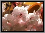 Różowe, Kwiaty, Drzewo Owocowe, Wiśnia japońska