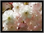 Różowe, Kwiaty, Drzewo owocowe, Wiśnia japońska