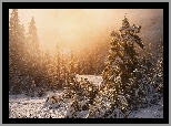 Stany Zjednoczone, Alaska, Ketchikan, Tongass National Forest, Las państwowy, Zima, Świerki, Mgła, Śnieg