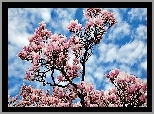 Wiosna, Kwitnąca, Magnolia, Niebo, Obłoki