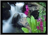 Wodospad, Kamienie, Różowe, Kwiaty, Rośliny