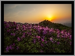 Wschód słońca, Góry, Hwangmae, Purpurowe, Kwiaty, Różanecznik, Korea Południowa