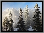 Zima, Śnieg, Las, Drzewa, Świerki
