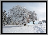 Zima, Ośnieżone, Drzewa, Śnieg, Ścieżka