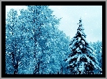 Zima, Las, Drzewa, W Śniegu