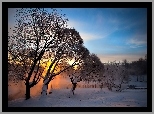 Zima, Śnieg, Drzewa, Wschód słońca