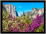 Park Narodowy Yosemite, Góry, Drzewa, Krzewy, Stan Kalifornia, Stany Zjednoczone
