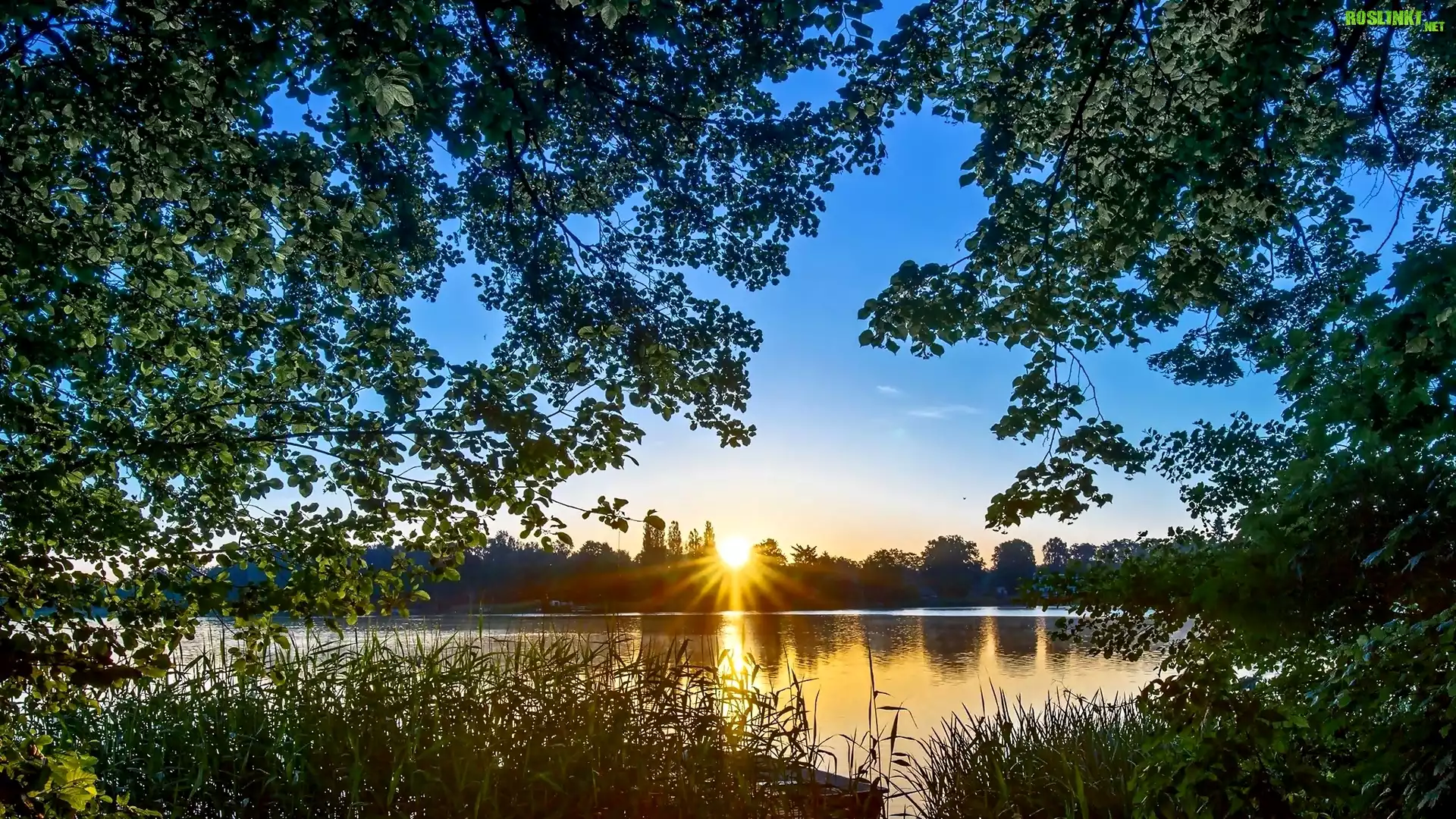 Jezioro, Promienie s³oñca, Drzewa, Trawy