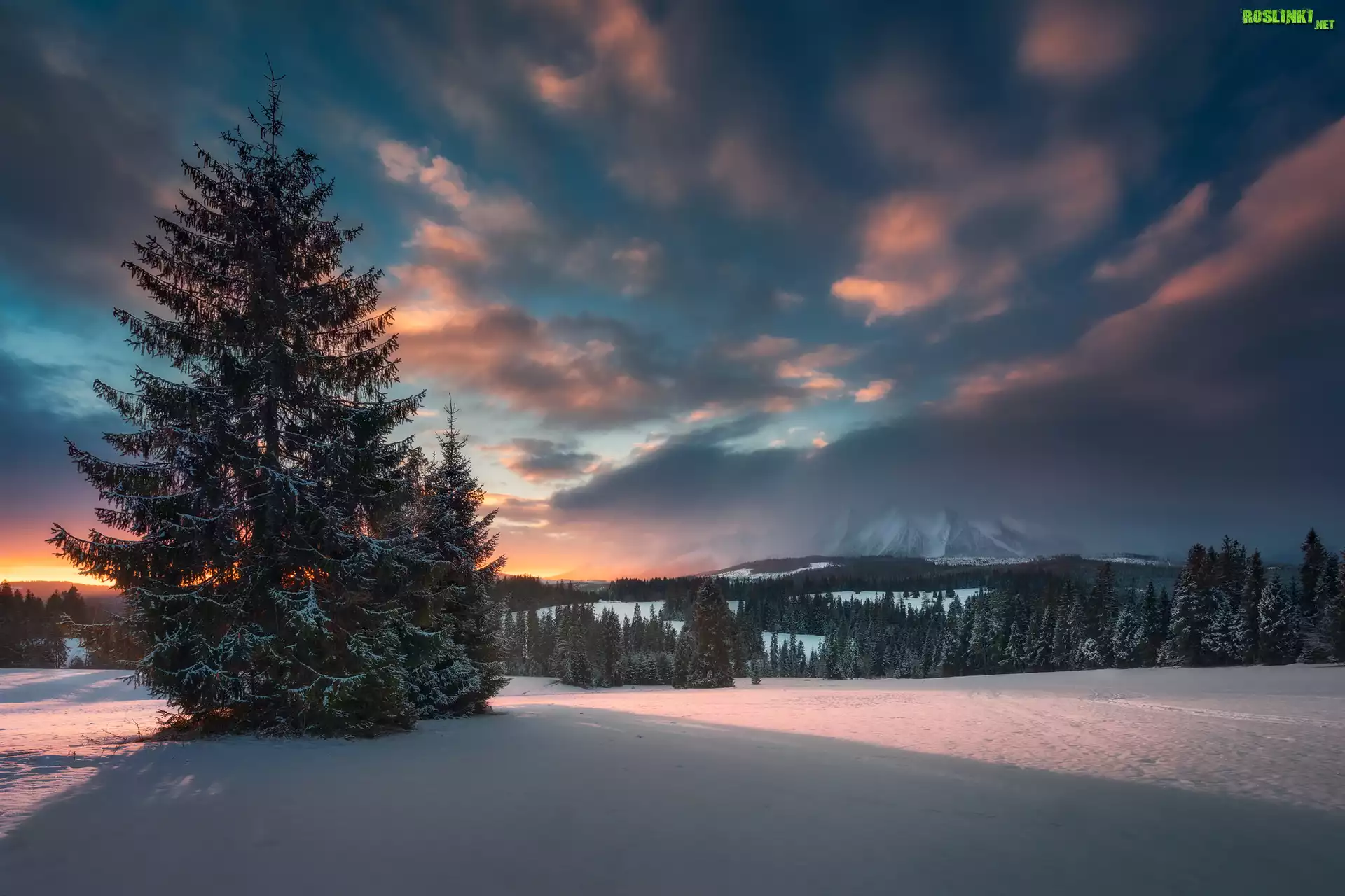 S³owacja, Góry Tatry Bielskie, Wschód S³oñca, Zima, Drzewa, ¦nieg