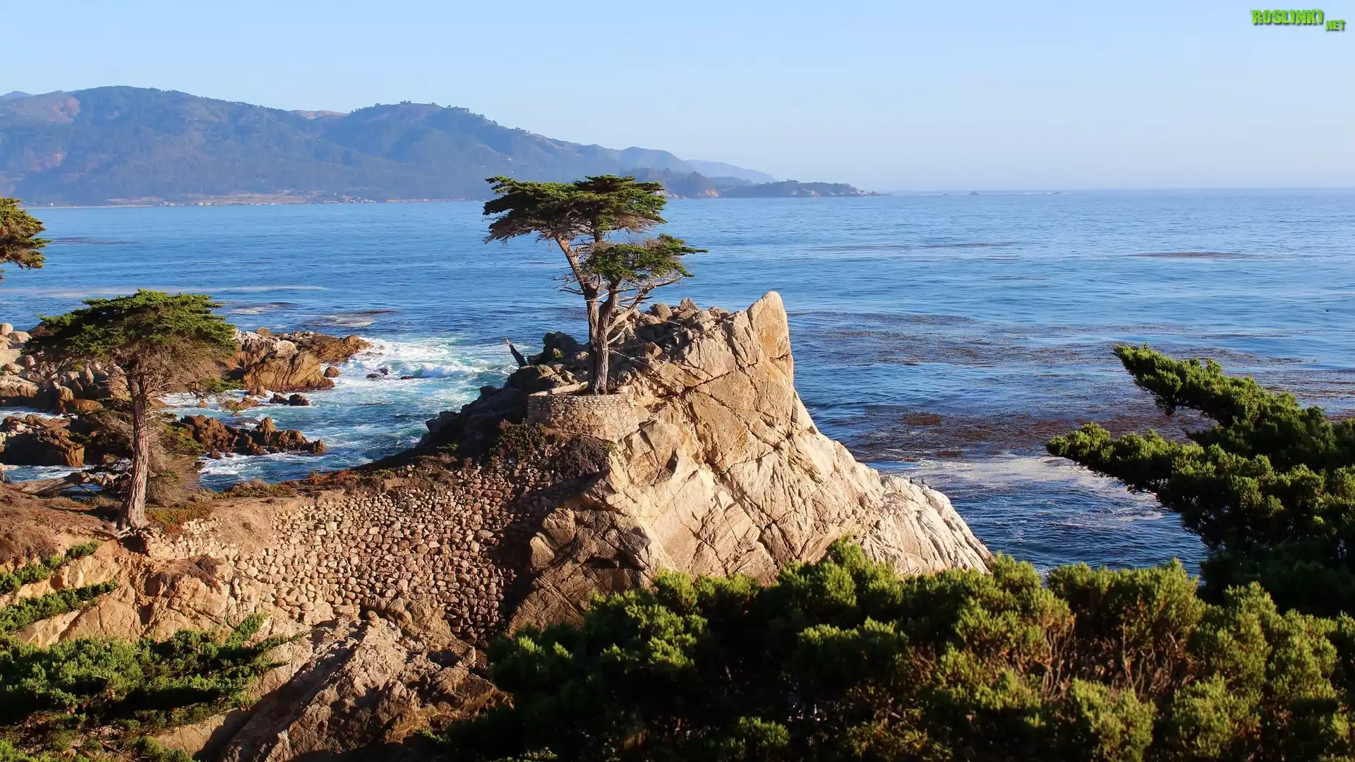 Ska³y, Drzewa, Cyprys wielkoszyszkowy, Atrakcja Lone Cypress, Pebble Beach, Zatoka Monterey, Morze, Kalifornia, Stany Zjednoczone