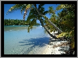 Aitutaki, Wyspy Cooka, Woda, Palmy, Nowa Zelandia