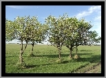 Łąka, Drzewa