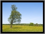Łąka, Drzewo