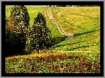 Łąka, Drzewa, Krzewy, Droga, Beskidy, Polska