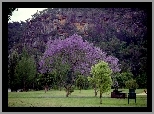 Jacaranda, Łąka, Góry