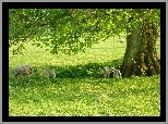 Owce, Łąka, Drzewo