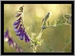 Rośliny, Łąkowe, Bokeh