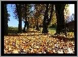 Aleja, Drzew, Jesień, Liście