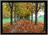 Jesień, Drzewa, Kasztanowce, Aleja, Opadłe, Liście, Park