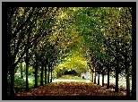 Park, Aleja, Drzewa