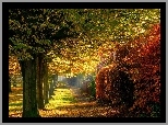 Park, Aleja, Drzewa, Liście, Przebijające, Światło, Jesień