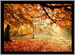 Park, Alejka, Drzewa, Liście, Promienie, Słońca, Jesień