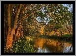 Rzeka, River Great Ouse, Drzewa, Hrabstwo Bedfordshire, Anglia