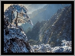 Chiny, Prowincja Anhui, Góry Huang Shan, Zima, Oszronione, Drzewa, Sosny, Mgła