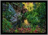 West Fork Oak Creek, Rzeka, Drzewa, Skały, Kamienie, Sedona, Arizona, Stany Zjednoczone