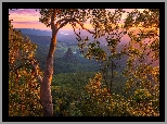 Australia, Queensland, Góry, Dolina, Numinbah Valley, Drzewa, Gałęzie, Wschód słońca