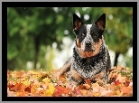 Australian cattle dog, Liście