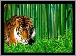 Tygrys, Bambus, Trawa