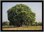 Baobab, Łąka