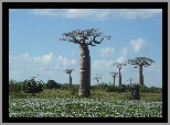 Baobab, Łąka