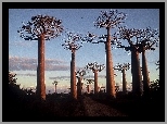Drzewa, Baobab, Droga