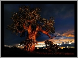 Baobab, Chmury, Zachód Słońca