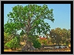 Baobab