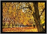 Barwy, Jesieni, Drzewa, Liście, Park